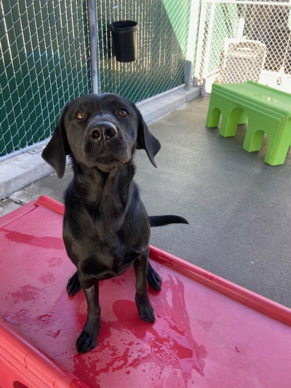 Riley sits on a large red play structure in community run. She is eagerly looking at the camera and you can tell her tail is wagging.