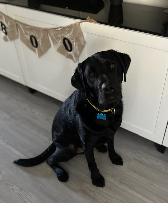 Black Lab Rocky wearing a yellow collar, sitting up and looking at the camera.