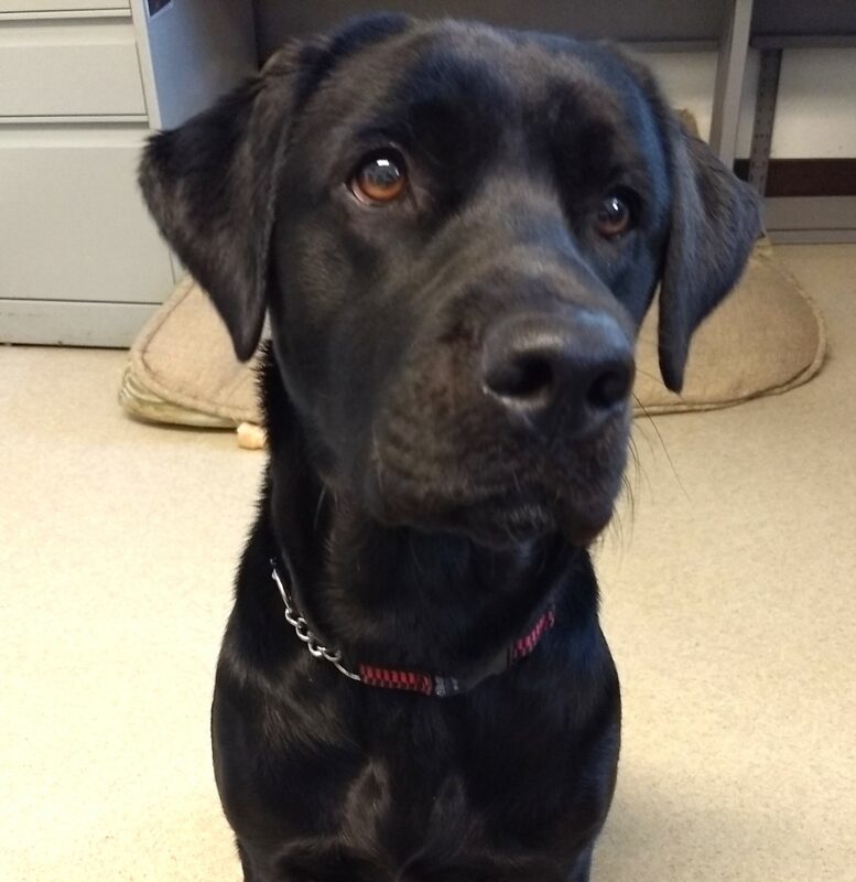 Black lab Sabine sitting in an office.