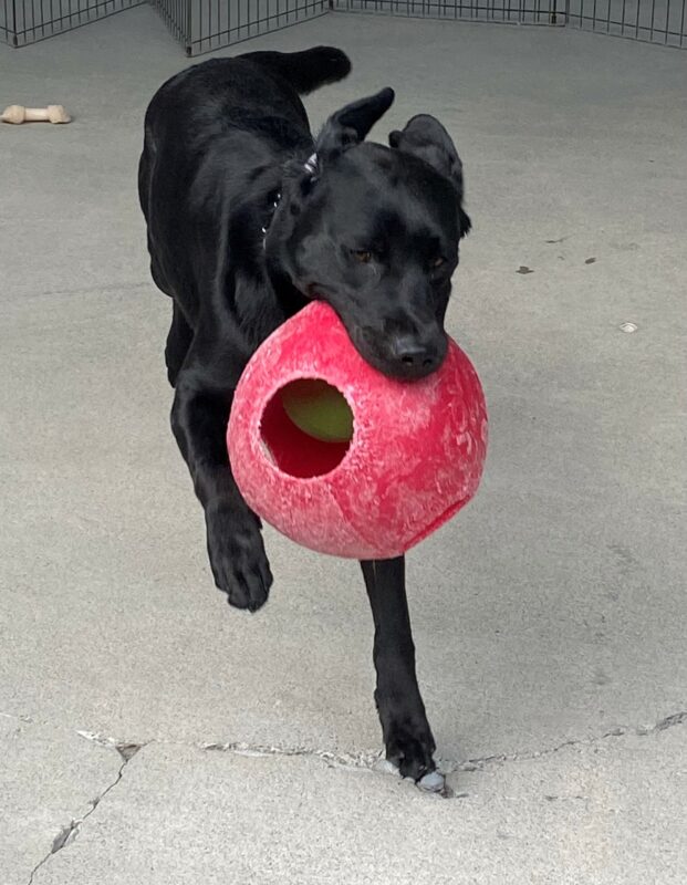 Sebastian a black lab happily running in the community run with a red jolly ball in his mouth and his ears flapping in the wind.