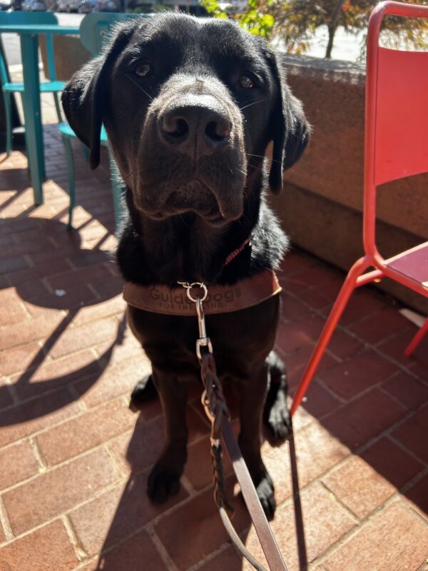 Close up picture of Seger sitting in harness with red and blue chairs in the background.