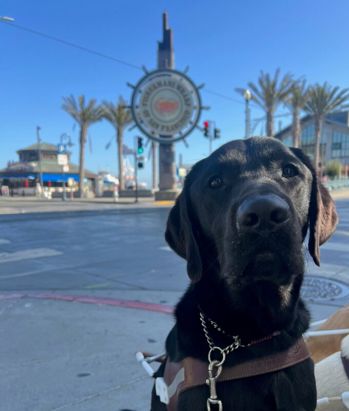 Sirius, a black lab sitting in his harness looking into the camera with the Fisherman's Warf sign in the background.