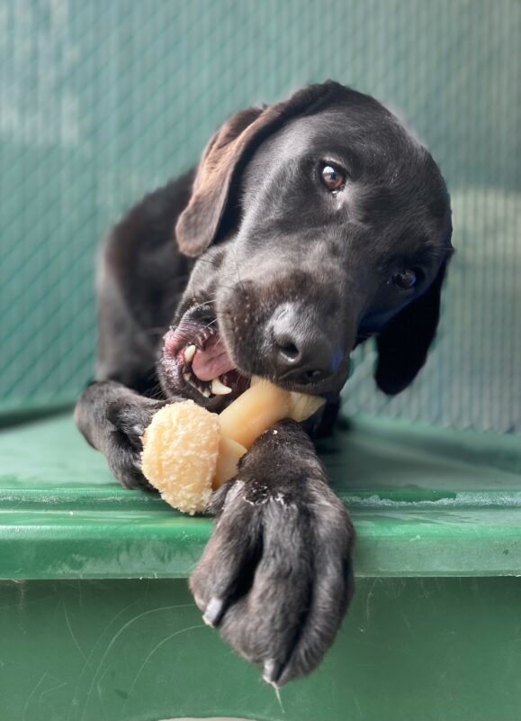 Sirius, a black lab chewing on a Nyla bone on a green play structure in community run.