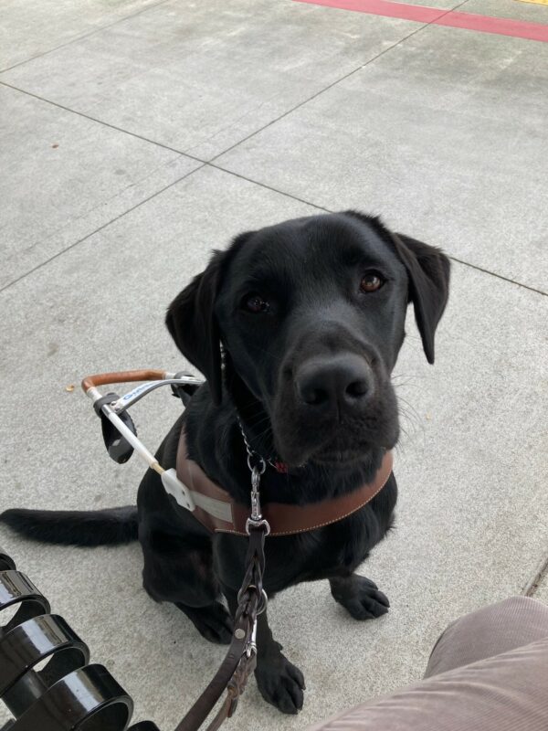 Socrates sits in harness at the train station.