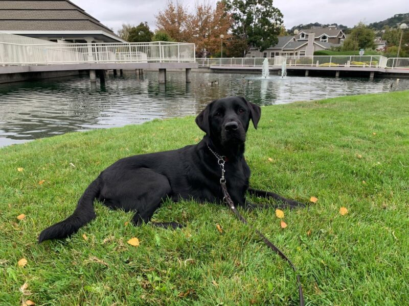 Socrates lays on a patch of grass in front of a duck pond after taking a quick break from guidework.