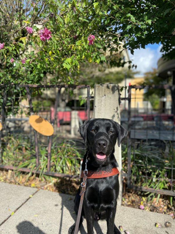 Black lab Sulu sits in front of a pink flowering tree outside of a courtyard. He is wearing his guidedog harness and his mouth is open with his tongue showing.