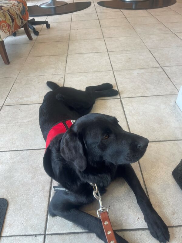 Black Lab Taffy lies on a tile floor showing off her brown eyes while on leash wearing a red service dog vest.
