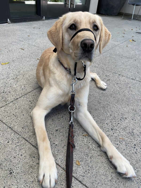 <p>Tahiti, a yellow Labrador Retriever, is shown in a down-stay. She is quite alert as she looks into the distance.</p>
