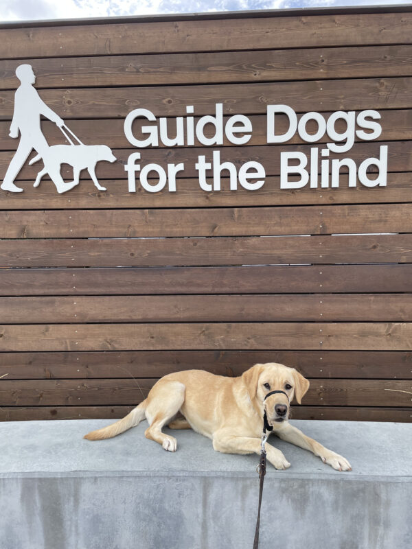 <p>Yellow Labrador Retriever, Tahiti, lies on the concrete bench in front of the Guide Dogs for the Blind sign on the CA campus. She has her black gentle leader on, and she looks ready to jump down for some fun activity.</p>