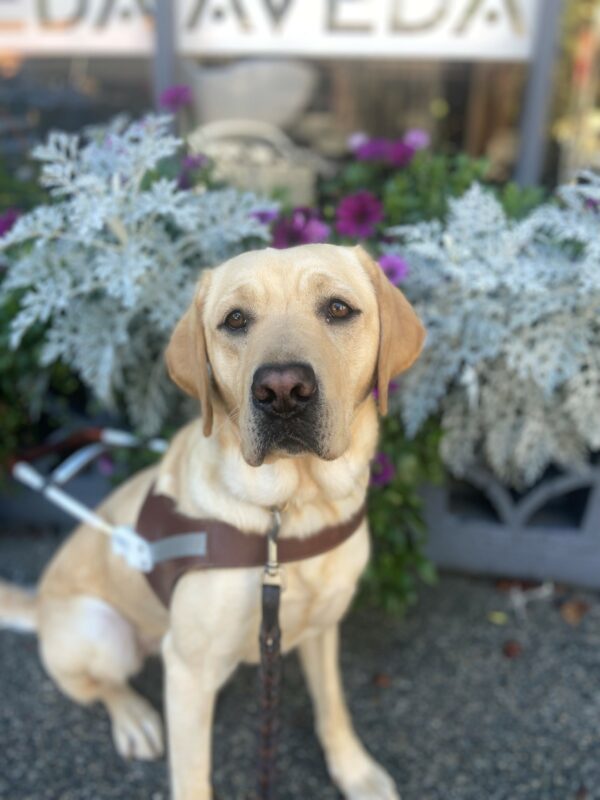 Yellow lab Talina sits in front of some potted plants outside a store front. There are white leaves mixed with deep purple flowers behind her. She is wearing her guide dog harness and intently staring at her handler.