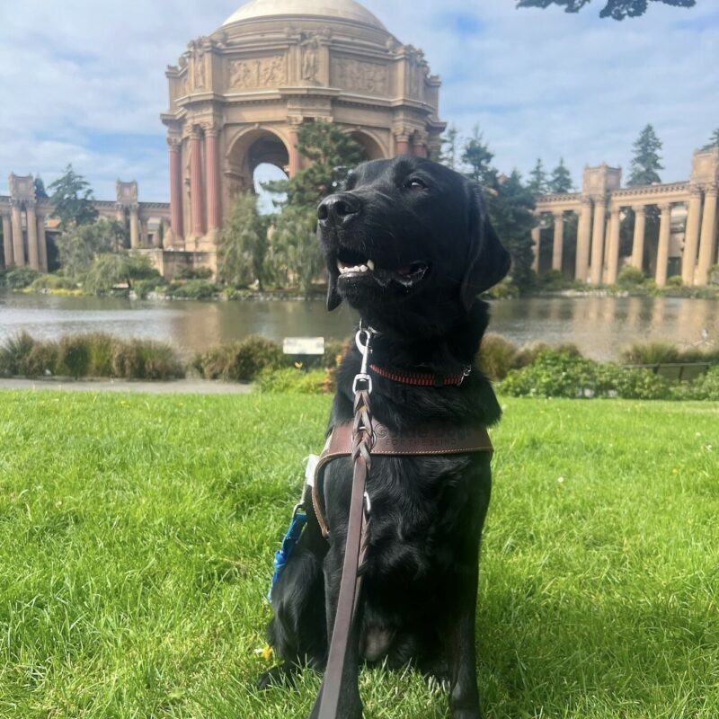 Tamsin is sitting in the grass in front of the Palace of Fine Arts in San Francisco. She is wearing her harness and is looking regally off to the side with her mouth open in a happy smile.