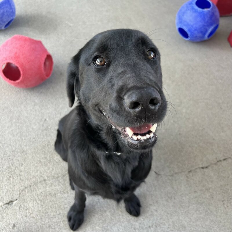 Tamsin is sitting in community run with several jolly balls in the background. She is gazing up at the camera with her mouth open and her eyebrows up in a happy expression.