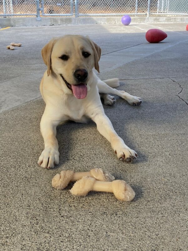 Tiago relaxes in one of the community run play yards with two bones in front of him.
