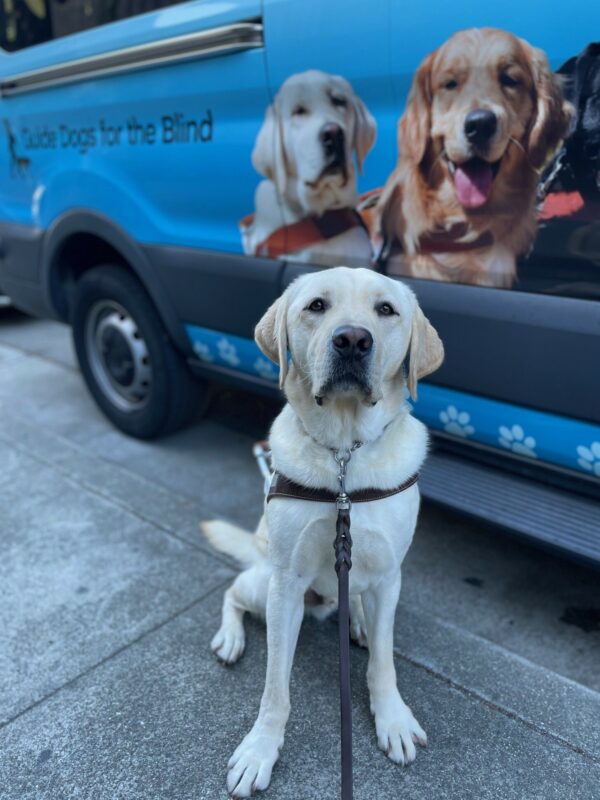 Tiago sits in harness positioned in front of a blue training van that's wrapped with other guide dog photos.