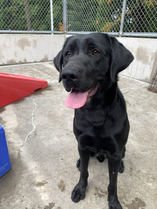 Male black lab Tobago sits outside next to some colorful playstructures. He is looking to the left of the camera with his tongue out, eagerly awaiting his cookie.