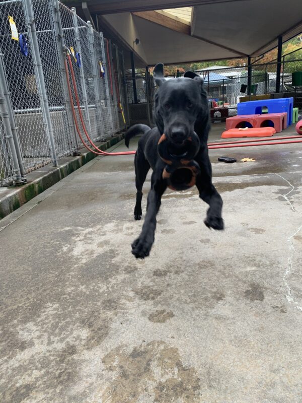 Male black lab Tobago is seen doing a running leap towards the camera, his early adorably flying backwards with his movement. In his mouth he is holding a rubber figure eight toy.