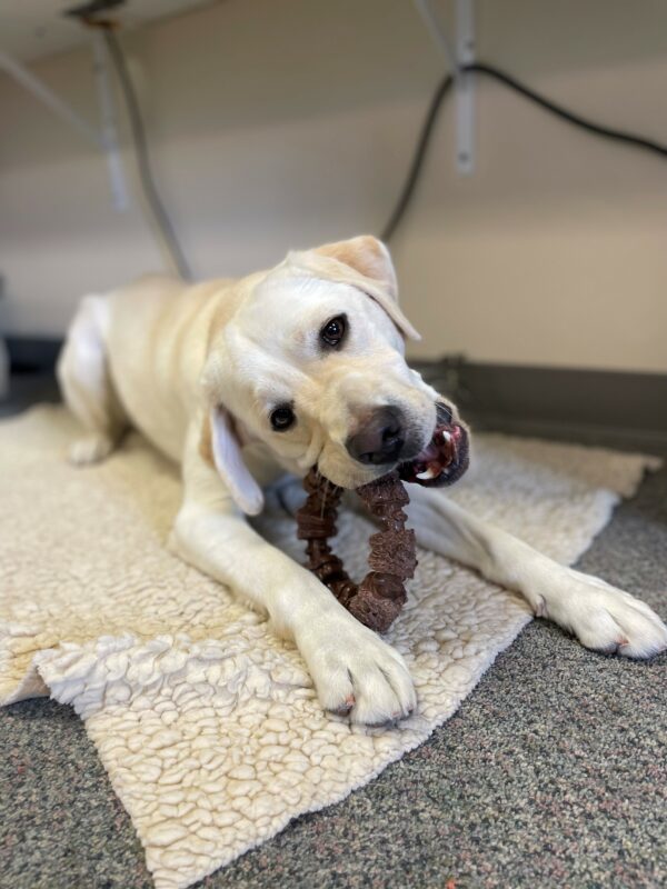 Tulia is laying down on a fleece mat on tie down as she chews a brown circular Nylabone. Her head is tilted as she looks at the camera.