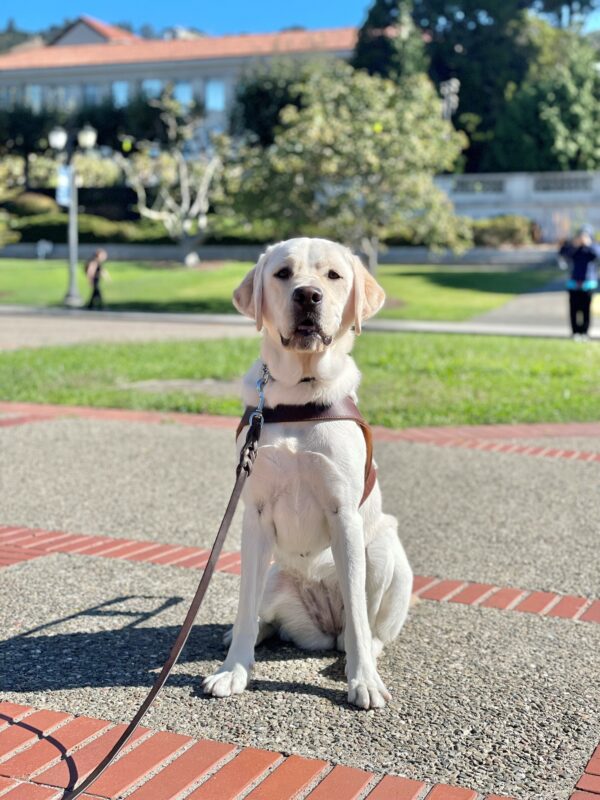 Tulia is sitting in harness looking at the camera with her mouth slightly open. The UC Berkeley campus is in the background blurred behind her.