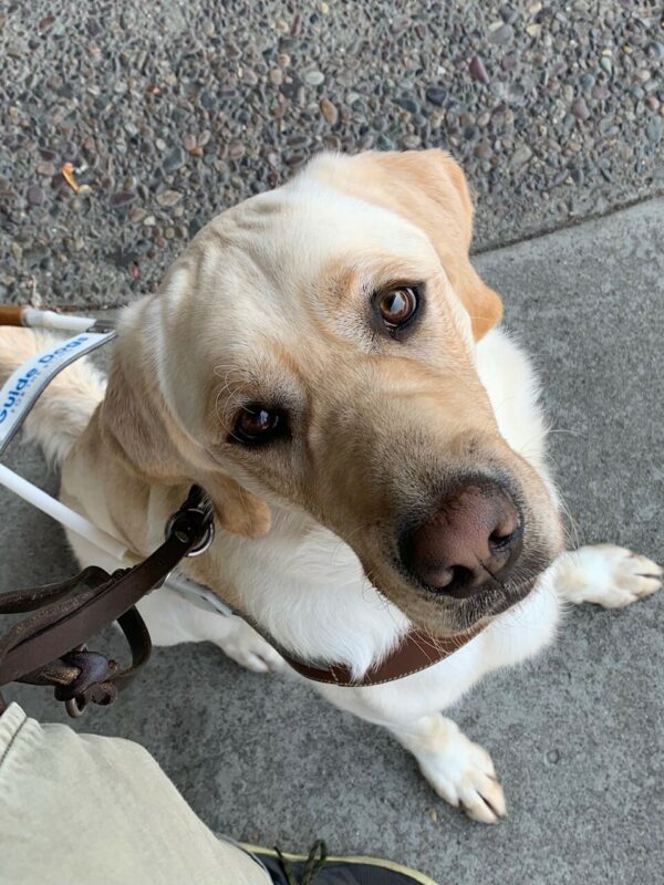 A close up shot of Vermont in harness staring up at the camera.