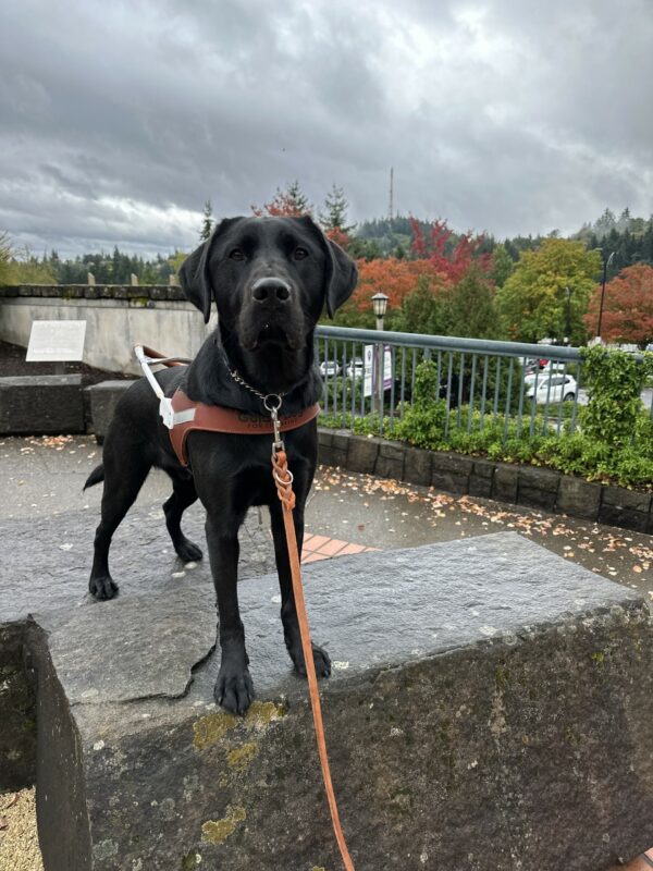 A male black lab stands on two stone structures. He is wearing his brown guide dog harness and looking towards the camera. The background consists of mostly trees that are various shades of green, red, and amber.