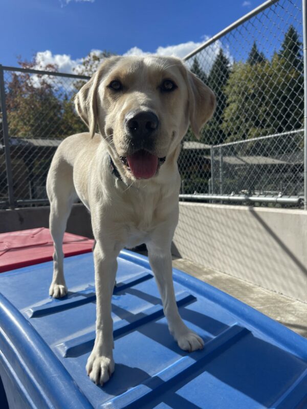 Volley, a female yellow Labrador, stands on a blue plastic play structure in community run. She is looking at the camera with her tongue out.