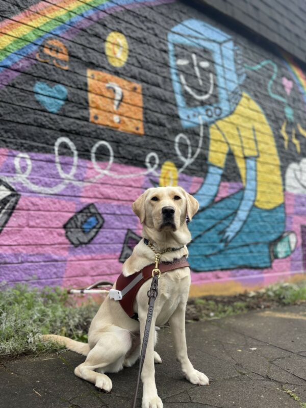 Volley, a female yellow Labrador, sits in front of a mural. The mural is full of pinks, purples, blues, and has a rainbow in it. She is wearing her leather guide dog harness and is looking at the camera.