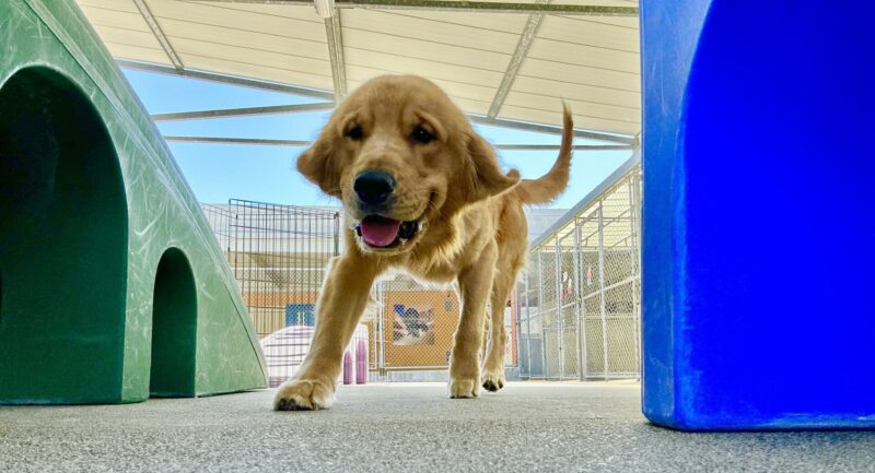 The photo is looking up at Wags from the ground. He is playing in community run and there are large colorful play furniture visible around him. Wags, a long coated Labrador/Golden Retriever cross has his mouth open and you can see his tongue.