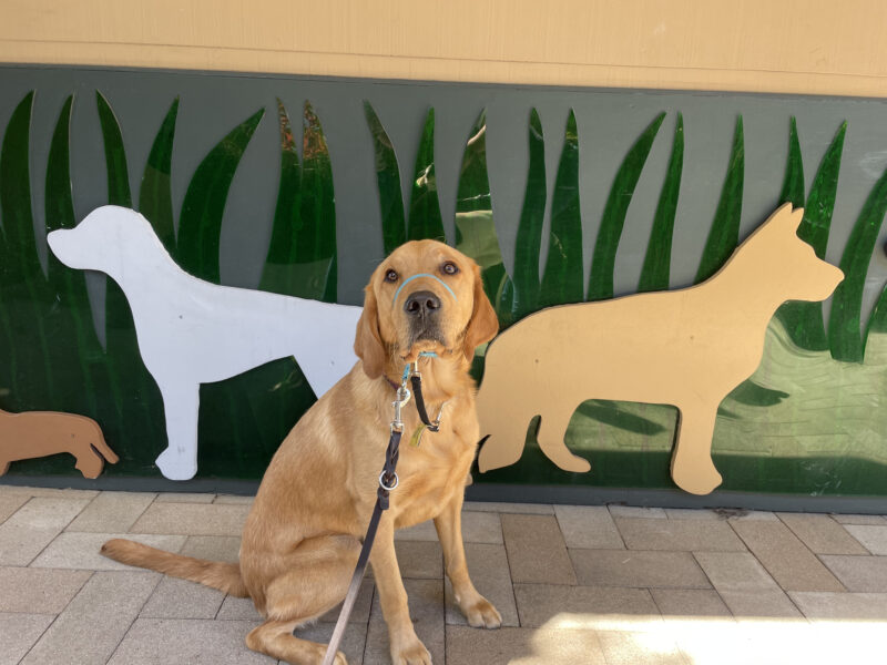 <p>Warner, a yellow male labrador golden retriever crossbreed, sits in front of artistic cutouts of two dogs and green grass on the side of a building.</p>
