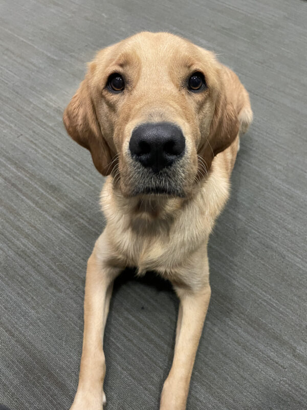 <p>Warner, a yellow male labrador golden retriever crossbreed, lays in a sphinx position looking directly into the camera. He is laying on a gray carpet.</p>
