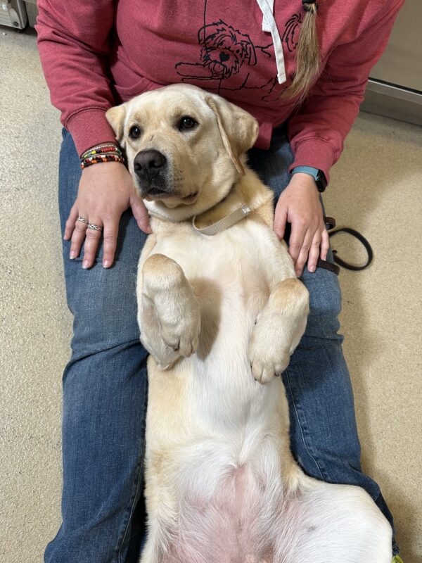 <p>Yellow Labrador Retriever Wave lies between her handler's legs, with her belly up and front paws in a resting position. Wave is relaxed and ready for her pedicure.</p>