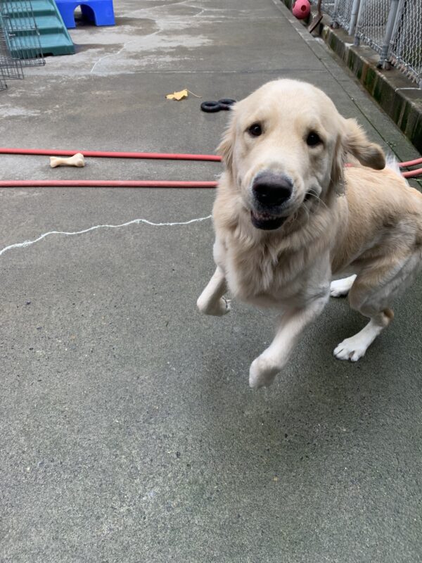 Male yellow longhaired Golden cross Wimbledon is seen running towards the camera. His ears are flying with the movement and a golden smile is seen on his face.