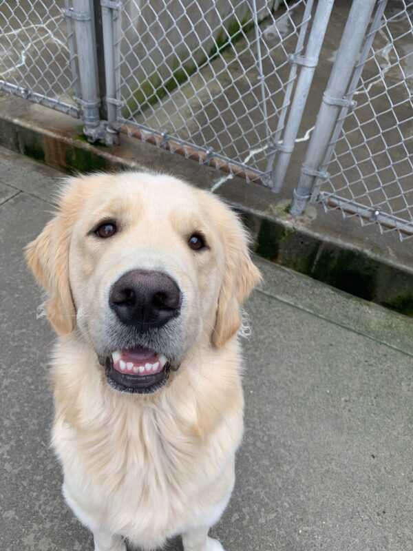 Male yellow longhaired Golden cross Wimbledon is sitting outside looking at the camera. His mouth is slightly open and his head is cocked to the side