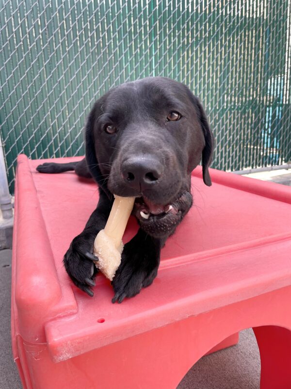 Winchell is laying down on a red play structure in community run. He is looking at the camera as he chews a knot-shaped Nylabone.