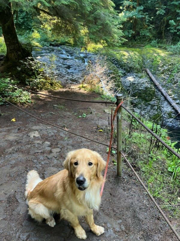 A picture of Brinker taken while on a walk in the woods of Washington.  Behind him is a bubbling stream in a mossy forest. Brinker is sitting patiently with his leash looped around a nearby post and staring up at the camera.