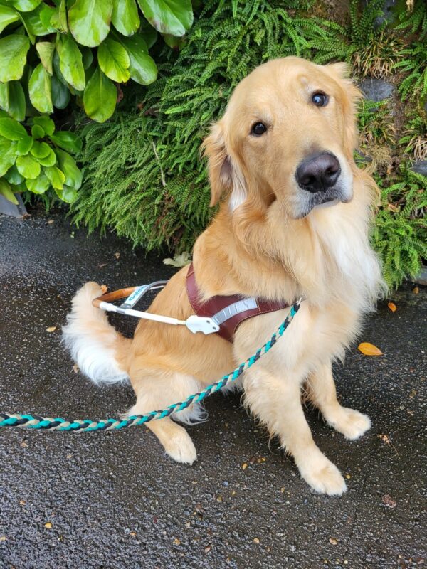 Brinker (A male Golden Retriever) is proudly wearing his GDB harness while sitting in front of a wall covered in lush green plants.