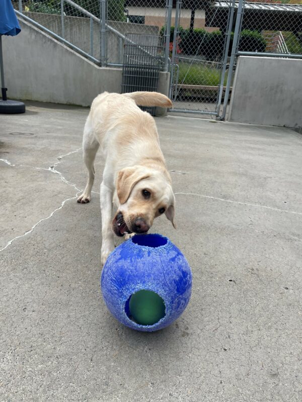 Cliff reaches with his mouth to grab a (well-loved) blue Jolly Ball during Community Run.