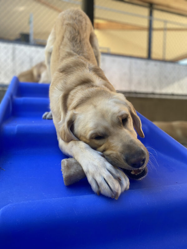 Male yellow lab, Conover, stands atop a blue plastic set of stairs in a community run area. He lays with his front legs at the bottom of the stairs, holding a bone that he chews on, while his rear legs are standing upright on the ascending stairs behind him.