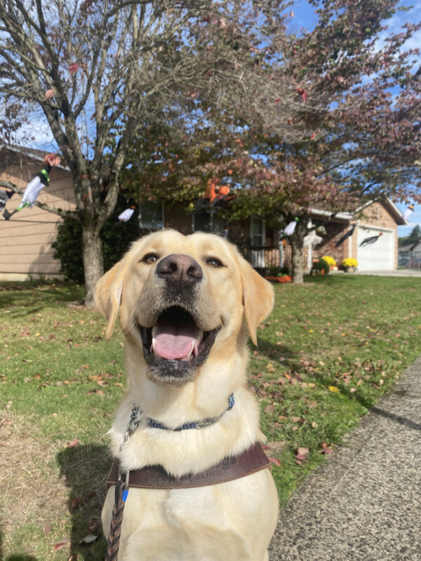 Male yellow lab, Conover, sits on a sidewalk in his GDB harness. He tilts his head up at the camera and wears a goofy, open mouthed smile. Behind him are trees with witch Halloween decorations.