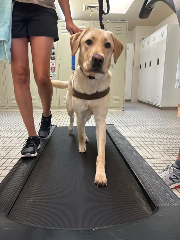 Dauphin a male, yellow, lab is walking on a treadmill facing the camera. He is mid- stride and his head is slightly tilted to one side.