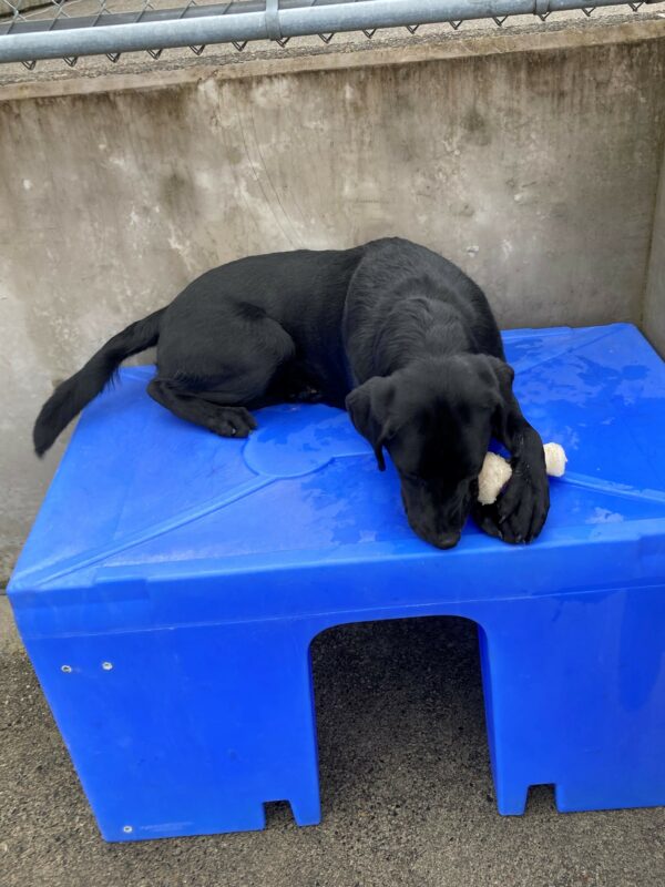 Delray lays on a blue play structure in the community run area. She’s chewing a white bone that she’s holding between her front feet.
