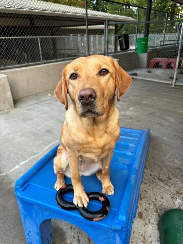 A yellow lab sits on a blue play structure with a black tug ring at her feet while looking into the camera. Behind her is cement and fencing.