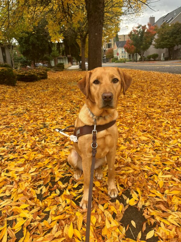 A yellow lab wearing a harness looks at the camera as she sits on a sidewalk full of fallen yellow and orange leaves. Behind her are more leaves, trees, green bushes, buildings, and a street.