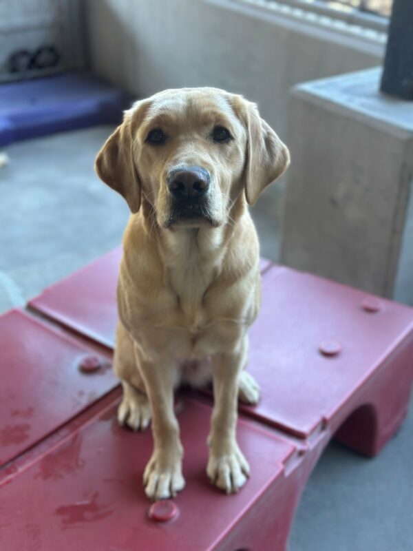 A portrait of Edelweiss, a petit female yellow Labrador Retriever sitting on a red play structure in community run. The background is a concrete floor and wall and there is cyclone fencing. There is a purple bone-shaped play structure behind her.