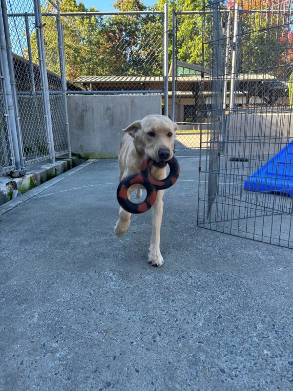 Edelweiss trots towards the camera in the community run area with a black and red figure-eight-shaped tug toy in her mouth. There is an ex-pen and the corner of a blue play structure to her left and kennel runs to her right. The ground and half-wall behind her is concrete and above the wall are leafy green trees and blue sky.