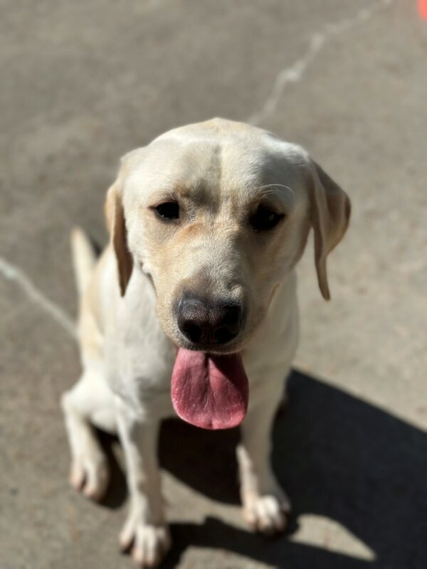 A portrait of Edgar, a male yellow Labrador Retriever with the concrete ground of the community run area as the background. He is sitting and his tongue is out.