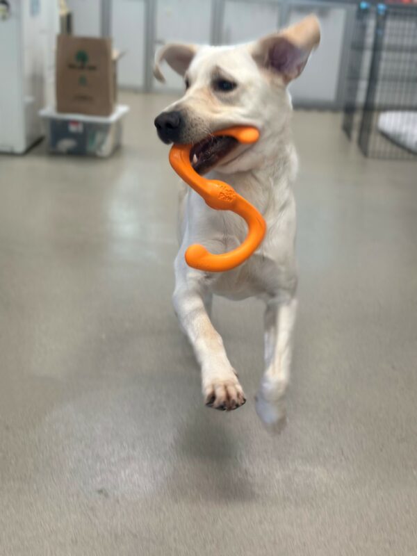 Edgar is running toward the camera with an orange z-shaped tug toy in his mouth. He is looking to his right and his right paw is pointed toward the camera in a running motion. His ears are flapping. The background is a tan floor and white and gray cabinets. There is an ex-pen and a cardboard box behind him.