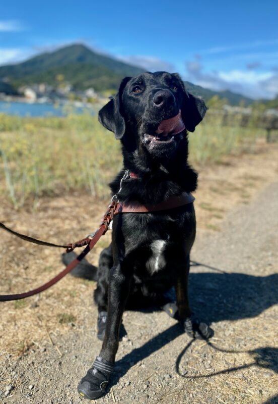 Grenache sits in harness on a dirt path wearing all four boots. He is looking up at the camera and has been caught mid-lick with his tongue out. There is water and vegetation in the background.