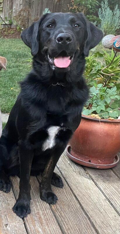 Grenache sits outside facing the camera with his mouth open. There is grass in the background and a potted plant next to him.