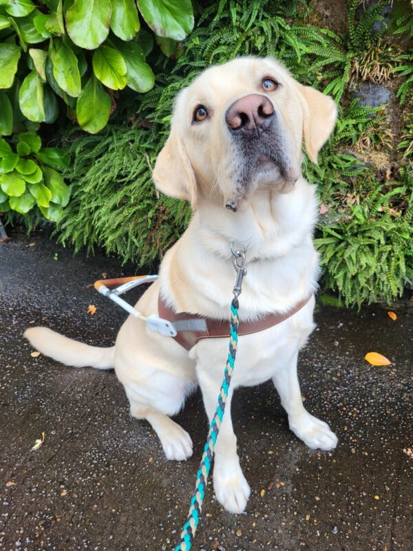 Jack is proudly wearing his GDB harness while sitting in front of a wall covered in lush green plants.