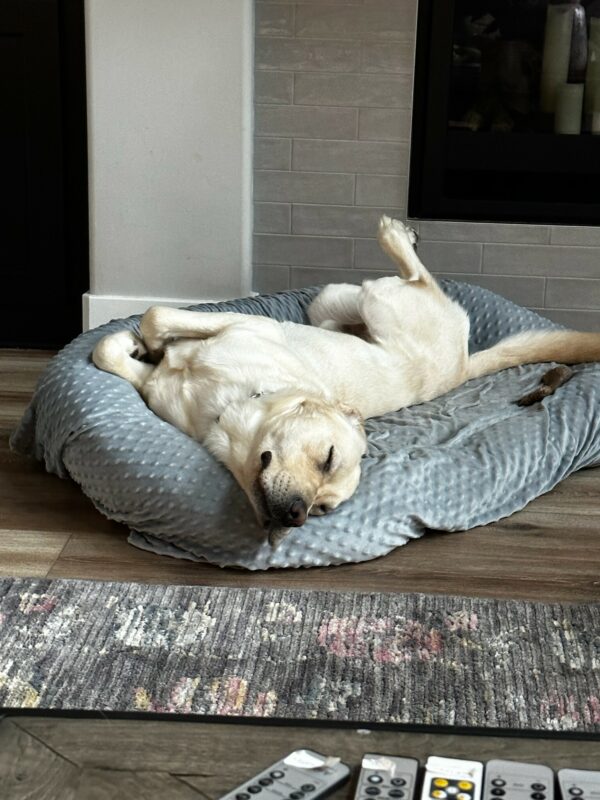 Jack is fast asleep lying upside-down on a fluffy grey dog bed. His jowls are flopped lazily over the side of the bed.